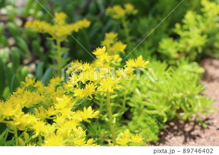 マンネングサが咲く花壇 89746402