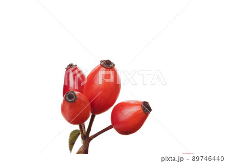 Branch rosehip isolated on white background. 89746440