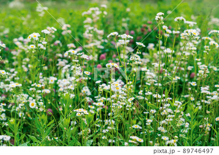 春の野の花　ハルジオン 89746497