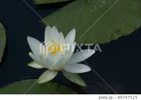 スイレン スイレン 89747525