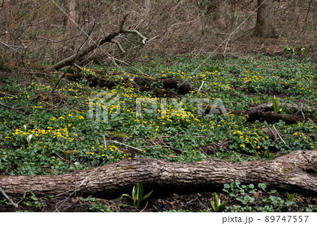 むれ水芭蕉園に咲くリュウキンカ. 89747557