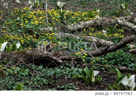 むれ水芭蕉園に咲くリュウキンカ 89747562
