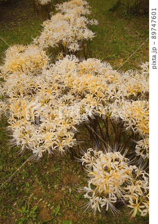 彼岸花 彼岸花 89747601