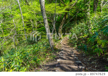 三瓶山 室のうち展望台~室の内池までの景色(2022年5月) 三瓶山 室のうち展望台~室の内池までの景色(2022年5月) 89747629