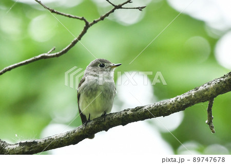 コサメビタキ 89747678