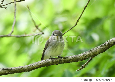 コサメビタキ コサメビタキ 89747697