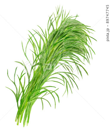 おかひじき水彩イラスト 89747745