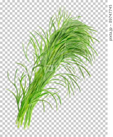 Okahijiki watercolor illustration 89747745