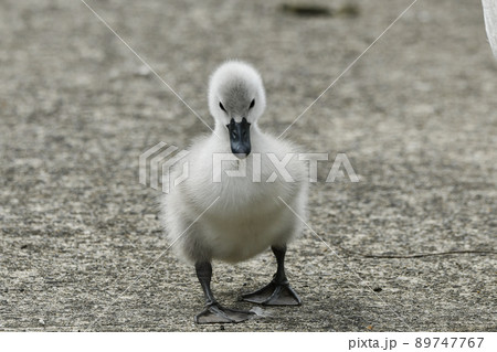 コブハクチョウのヒナ 89747767