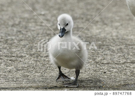 コブハクチョウのヒナ 89747768