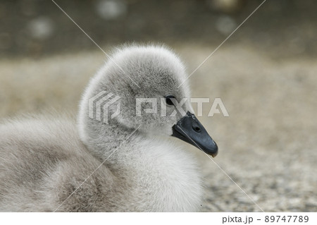 コブハクチョウのヒナ 89747789