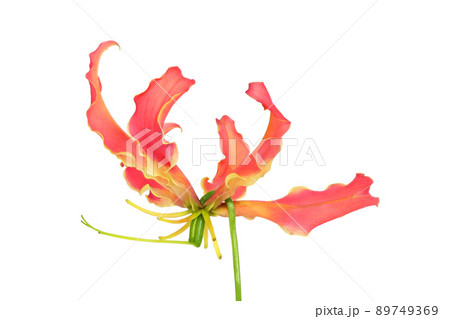 【グロリオサ】 (深度合成) 89749369