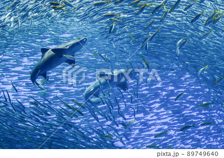 仙台うみの杜水族館 89749640