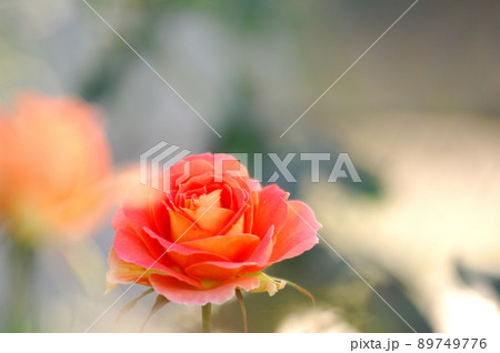 いつか見た薔薇の花 いつか見た薔薇の花 89749776