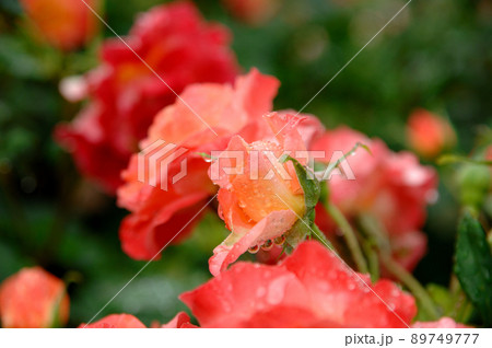 いつか見た薔薇の花 いつか見た薔薇の花 89749777