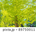 春の光に新緑を見上げる 89750011