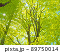 新緑と春の太陽 89750014