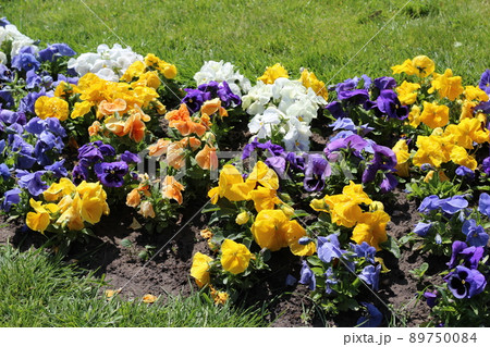 pansy flowers, Alley of colorful flowers pansy flowers, Alley of colorful flowers 89750084