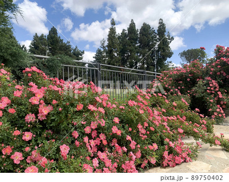 Decorated with roses of the alley 89750402