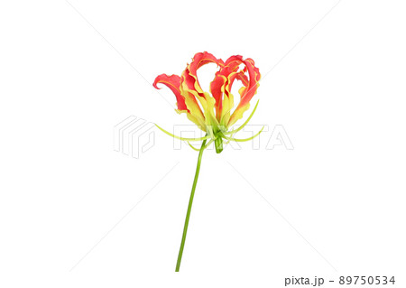 【グロリオサ】 (深度合成) 【グロリオサ】 (深度合成) 89750534