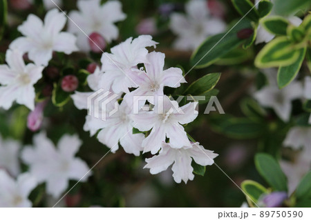 たくさんの白いハクチョウゲの花と蕾と葉のアップ たくさんの白いハクチョウゲの花と蕾と葉のアップ 89750590