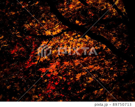 紅葉の懐古園　小諸城址 89750713