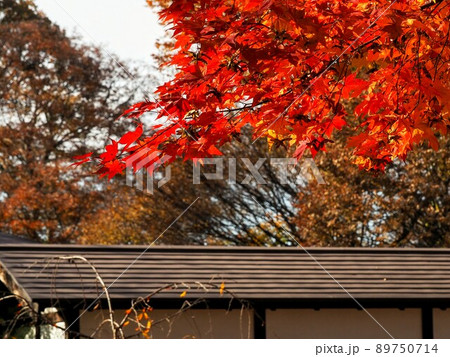 紅葉の懐古園 小諸城址 紅葉の懐古園 小諸城址 89750714