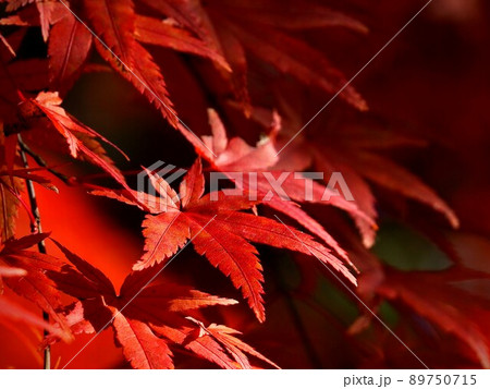 紅葉の懐古園　小諸城址 89750715