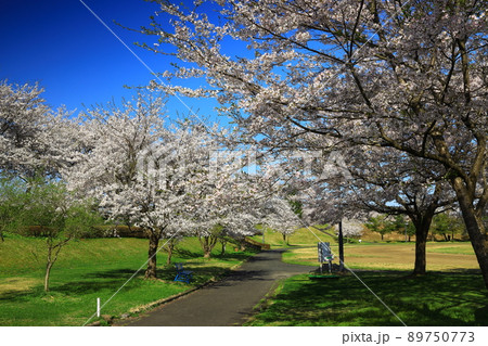 岩手県奥州市前沢区 満開の桜並木 岩手県奥州市前沢区 満開の桜並木 89750773