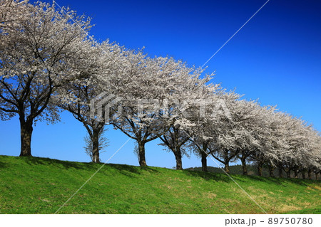 岩手県奥州市前沢区 満開の桜並木 岩手県奥州市前沢区 満開の桜並木 89750780