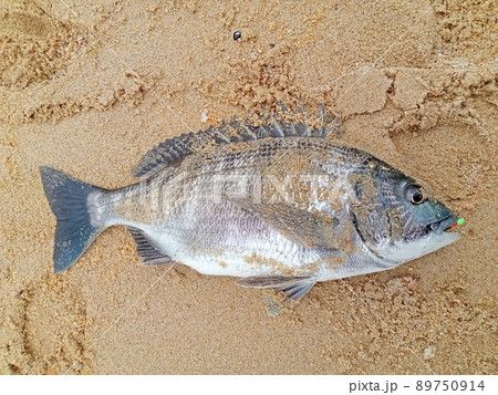 浜に置かれた釣れたばかりのチヌ 浜に置かれた釣れたばかりのチヌ 89750914