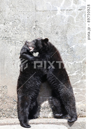 〔岐阜県高山市・奥飛騨クマ牧場・5月〕二足歩行で取っ組み合うツキノワグマ 89750928