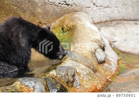 〔岐阜県高山市・奥飛騨クマ牧場・5月〕岩に鼻をこすりつけるツキノワグマ 89750931