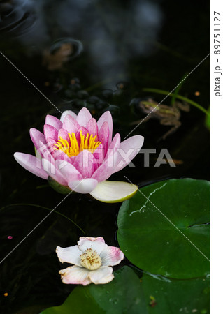 黒いバックに赤い睡蓮の花が咲く。落花の姫沙羅、カエルも写ってる。 黒いバックに赤い睡蓮の花が咲く。落花の姫沙羅、カエルも写ってる。 89751127