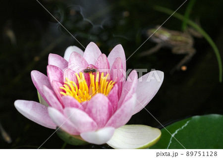 黒いバックに赤い睡蓮の花が咲く。花には小さい虫、池にはカエルも写ってる。 89751128