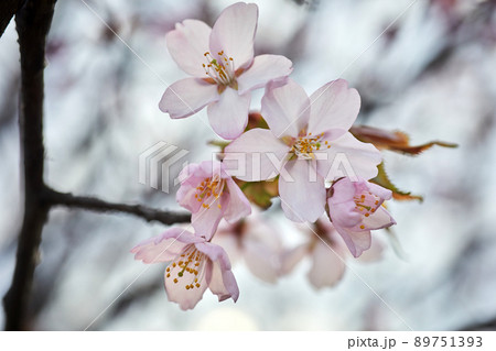 Soft focus Cherry Blossom or Sakura flower. Close up macro. Soft focus Cherry Blossom or Sakura flower. Close up macro. 89751393