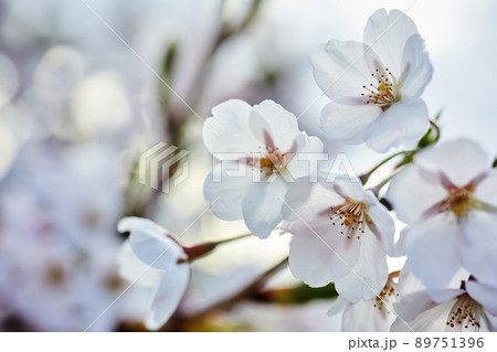 Soft focus Cherry Blossom or Sakura flower. Close up macro. 89751396