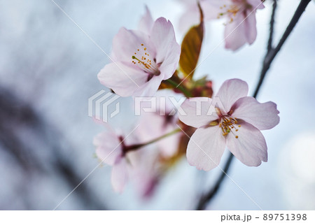 Soft focus Cherry Blossom or Sakura flower. Close up macro. 89751398