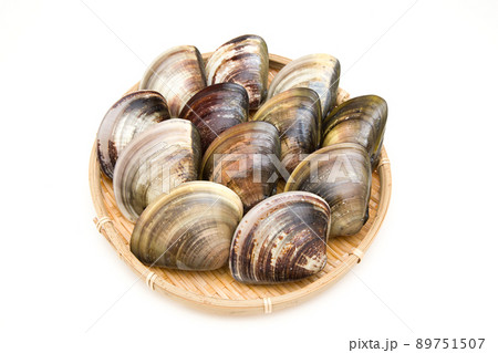 ハマグリ 蛤 ハマグリ 蛤 89751507