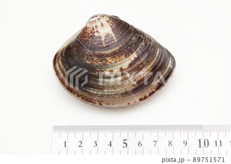 ハマグリ 蛤 サイズ ハマグリ 蛤 サイズ 89751571