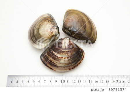 ハマグリ　蛤　サイズ 89751574