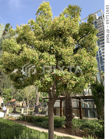 Camphor tree or camphor laurel (Latin - Cinnamomum Camphora) 89751685