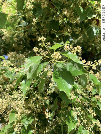 Flowering Camphor tree or camphor laurel (Latin - Cinnamomum Camphora) 89751687