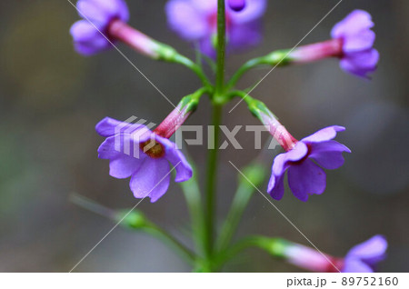 クリンソウ（九輪草）　アップ　マクロ　群生地　5月中旬 89752160