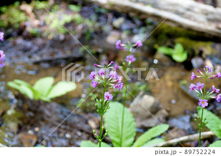 クリンソウ（九輪草）　群生地　5月中旬 89752224