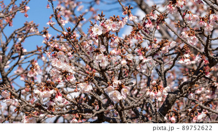 薄桃色の花を咲かせる上品な桜「興津の薄寒桜」 薄桃色の花を咲かせる上品な桜「興津の薄寒桜」 89752622