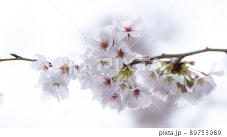 馴染み深い日本の桜「ソメイヨシノ」 馴染み深い日本の桜「ソメイヨシノ」 89753089