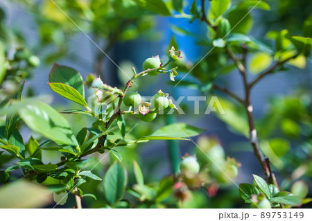 実ったばかりのブルーベリー 89753149