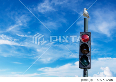Seagull on the top of traffic light. Lofoten is an archipelago in the county of Nordland, Norway. Seagull on the top of traffic light. Lofoten is an archipelago in the county of Nordland, Norway. 89753280
