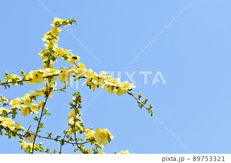 カナリーバードの黄色い花と青空 89753321